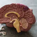 Psychology